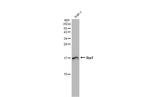 IBA1 Antibody in Western Blot (WB)