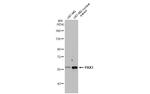 PAX3 Antibody in Western Blot (WB)