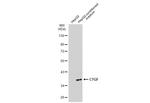 CTGF Antibody in Western Blot (WB)