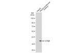 CTGF Antibody in Western Blot (WB)