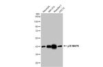 p38 MAPK Antibody in Western Blot (WB)