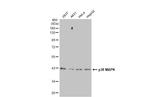 p38 MAPK Antibody in Western Blot (WB)