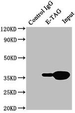 E Tag Antibody in Immunoprecipitation (IP)