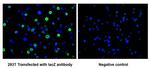 E. coli GLB1 Antibody in Immunocytochemistry (ICC/IF)