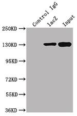 E. coli GLB1 Antibody in Immunoprecipitation (IP)