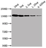 E. coli GLB1 Antibody in Western Blot (WB)