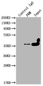 PKM Antibody in Immunoprecipitation (IP)