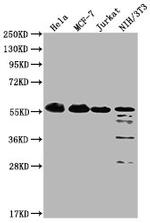 PKM Antibody in Western Blot (WB)