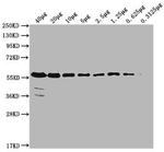 PKM Antibody in Western Blot (WB)