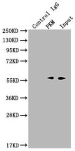 PKM Antibody in Immunoprecipitation (IP)