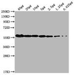 PKM Antibody in Western Blot (WB)