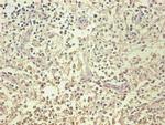 NGAL Antibody in Immunohistochemistry (Paraffin) (IHC (P))