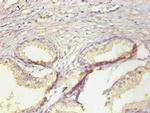 NGAL Antibody in Immunohistochemistry (Paraffin) (IHC (P))