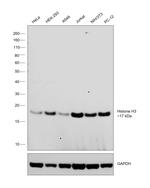 Histone H3 Antibody in Western Blot (WB)