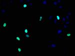 Histone H3 Antibody in Immunocytochemistry (ICC/IF)