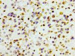 Histone H3 Antibody in Immunohistochemistry (Paraffin) (IHC (P))