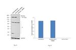 ROCK2 Antibody in Western Blot (WB)