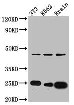 Cdc42 Antibody in Western Blot (WB)