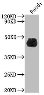 CD48 Antibody in Western Blot (WB)