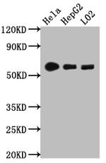 CYP1A2 Antibody in Western Blot (WB)