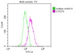 Nkx2.1 Antibody in Flow Cytometry (Flow)