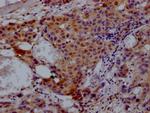 VCP Antibody in Immunohistochemistry (Paraffin) (IHC (P))