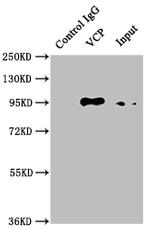 VCP Antibody in Immunoprecipitation (IP)