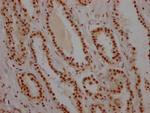 USP7 Antibody in Immunohistochemistry (Paraffin) (IHC (P))