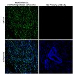 GATA3 Antibody in Immunohistochemistry (Paraffin) (IHC (P))