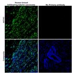 GATA3 Antibody in Immunohistochemistry (Paraffin) (IHC (P))