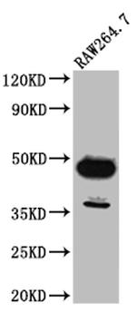 GATA3 Antibody in Western Blot (WB)