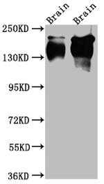 TrkA Antibody in Western Blot (WB)