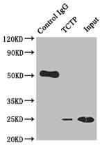 TPT1 Antibody in Immunoprecipitation (IP)