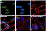 Androgen Receptor Antibody