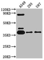 ADORA1 Antibody in Western Blot (WB)