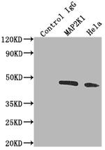 MEK1 Antibody in Immunoprecipitation (IP)