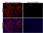 Bcl-xL Antibody in Immunohistochemistry (Paraffin) (IHC (P))