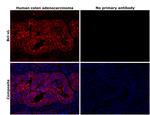 Bcl-xL Antibody in Immunohistochemistry (Paraffin) (IHC (P))