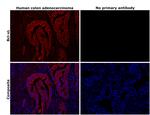 Bcl-xL Antibody in Immunohistochemistry (Paraffin) (IHC (P))