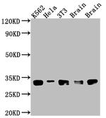 Bcl-xL Antibody in Western Blot (WB)