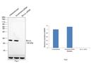 Bcl-xL Antibody in Western Blot (WB)