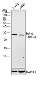 Bcl-xL Antibody in Western Blot (WB)