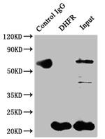 DHFR Antibody in Immunoprecipitation (IP)