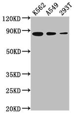 Ku80 Antibody in Western Blot (WB)