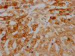 AIF Antibody in Immunohistochemistry (Paraffin) (IHC (P))