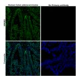 HMGB1 Antibody in Immunohistochemistry (Paraffin) (IHC (P))