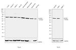 ACVRL1 Antibody in Western Blot (WB)