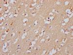 GABRA5 Antibody in Immunohistochemistry (Paraffin) (IHC (P))