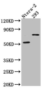 GABRA5 Antibody in Western Blot (WB)