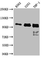 ITCH Antibody in Western Blot (WB)